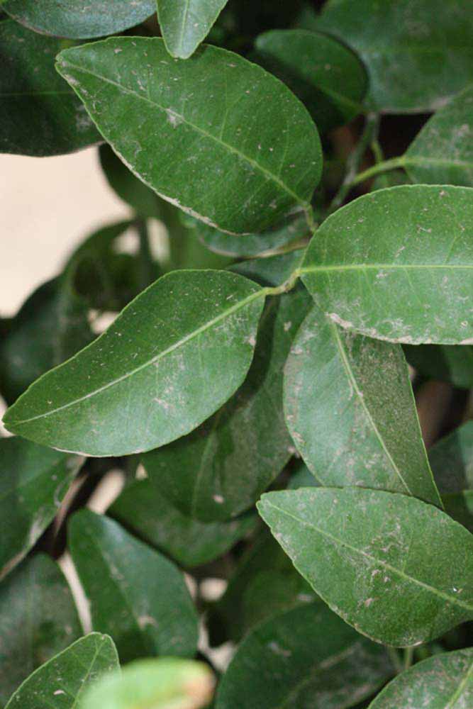              Shade leaves (Riverside, CA)       